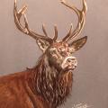 le cerf -